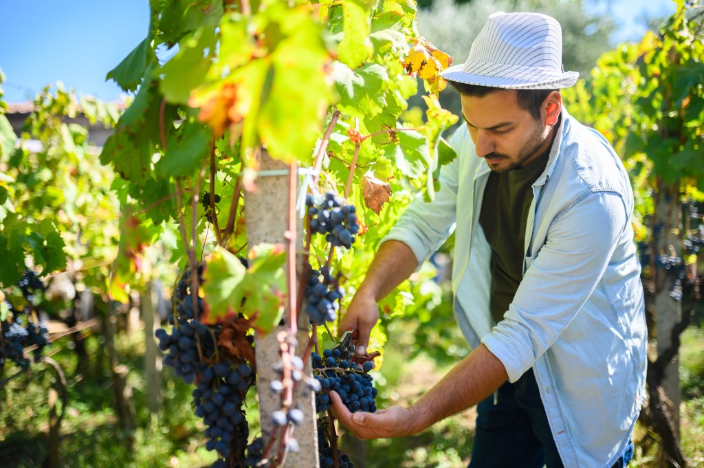 Visit a winery and take part in the grape harvest this fall on the East End