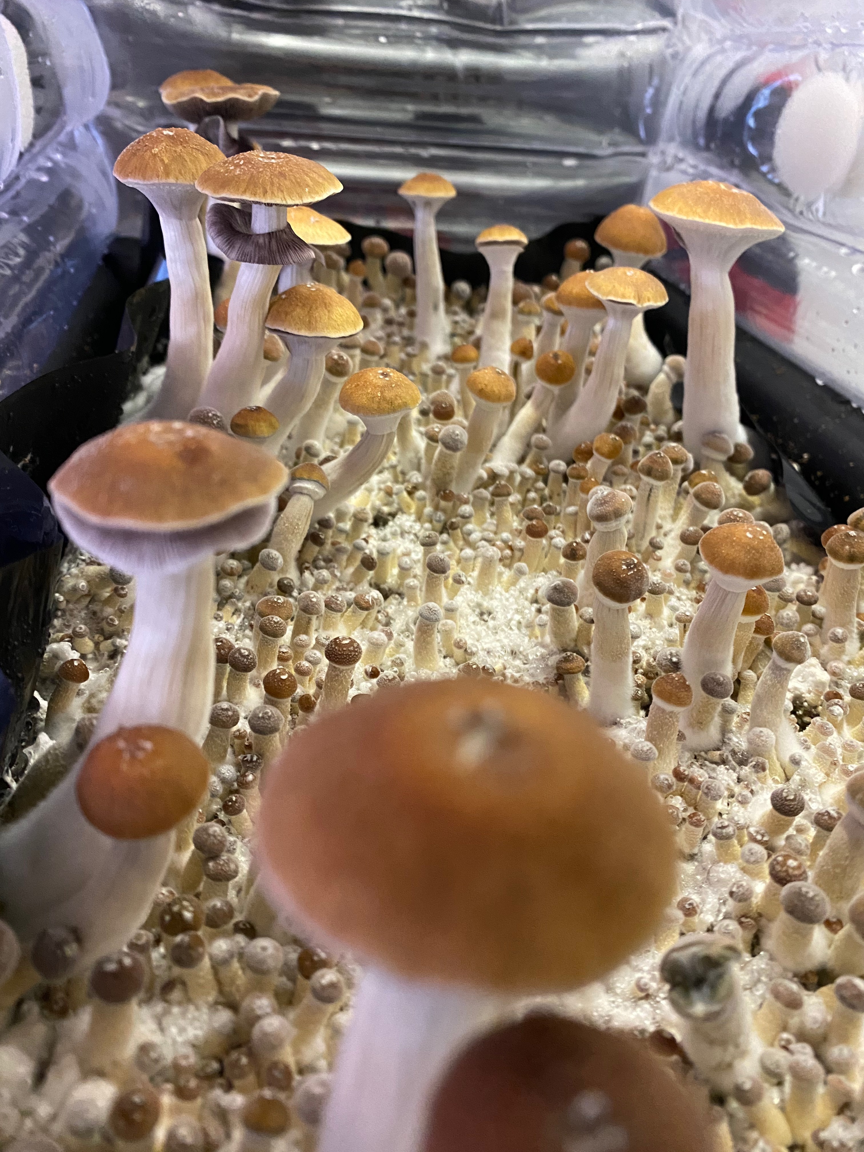 Many users are growing psilocybin mushrooms at home