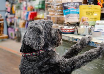 According to Kim Loper, several times a day dogs will drag their owners into Harbor Pet to get a Life is Grruff treat.