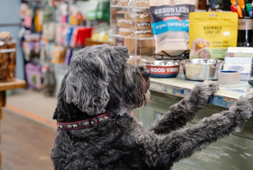 According to Kim Loper, several times a day dogs will drag their owners into Harbor Pet to get a Life is Grruff treat.