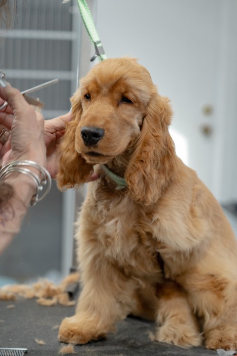 Grooming is one of the many services offered at Harbor Pet. 