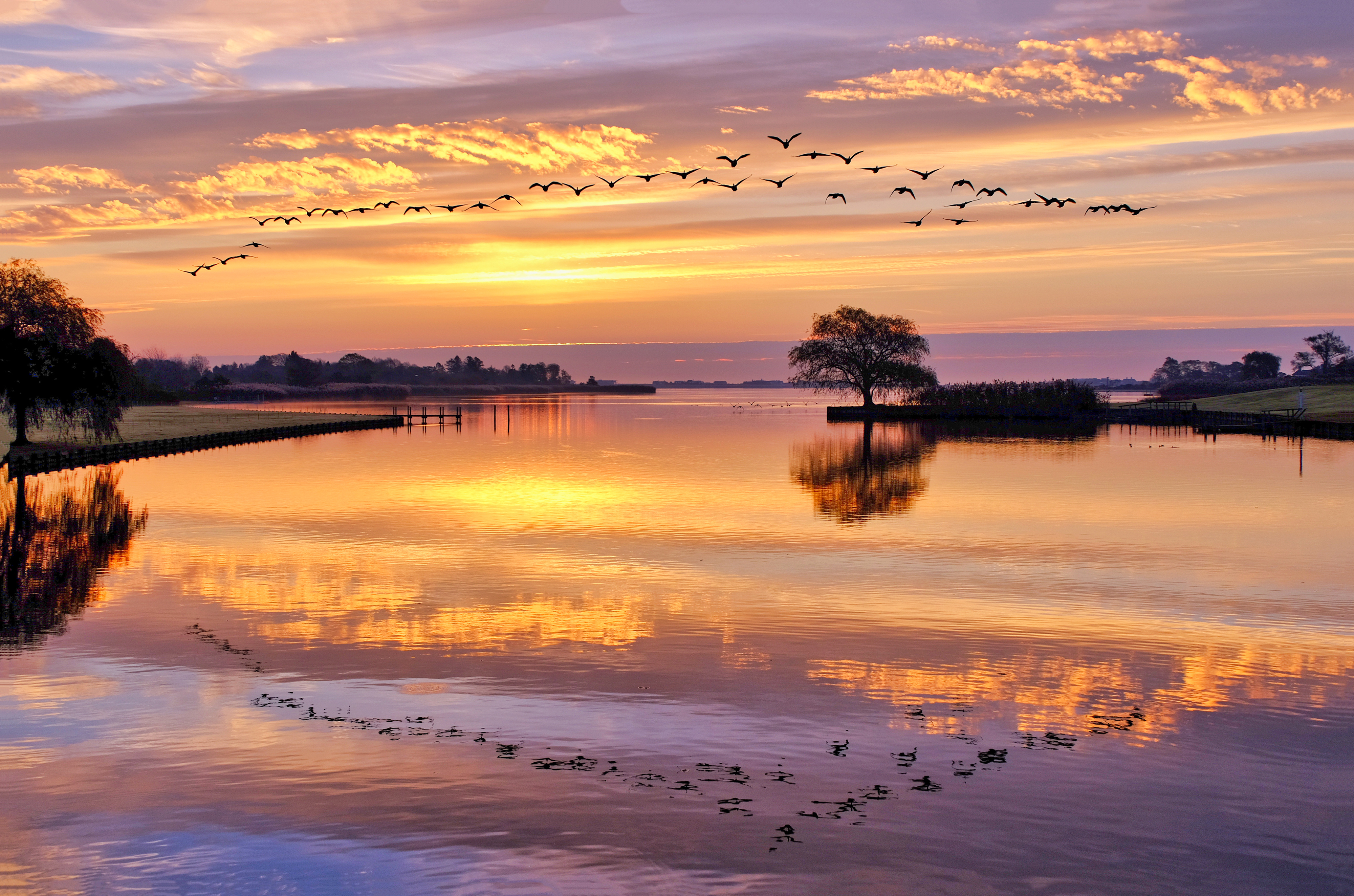 "Tree II at Mill Creek in Water Mill" by Danielle Leef