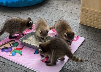 Baby raccoons at the Evelyn Alexander Wildlife Center.