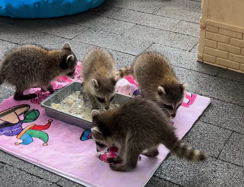 Baby raccoons at the Evelyn Alexander Wildlife Center.