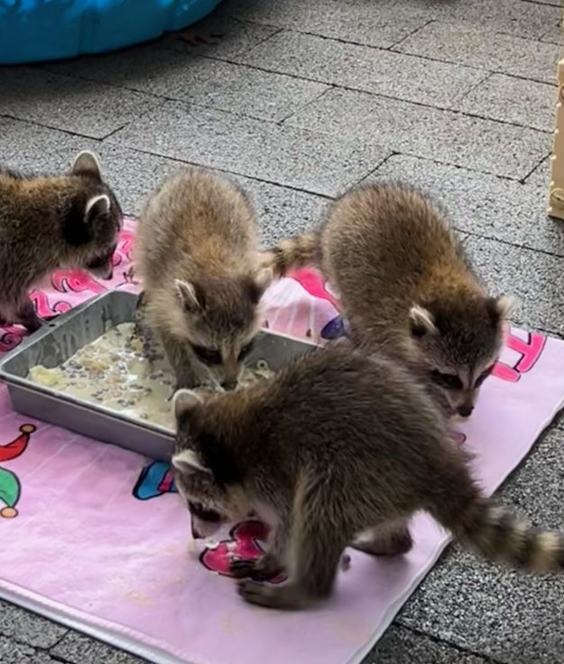 Baby raccoons at the Evelyn Alexander Wildlife Center.