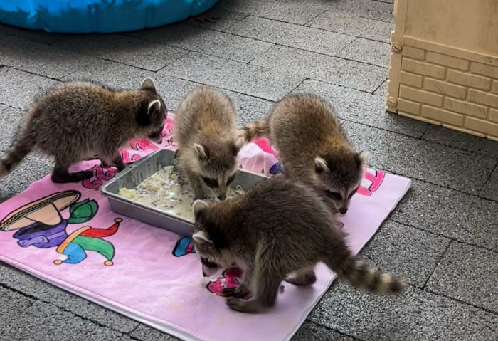 Baby raccoons at the Evelyn Alexander Wildlife Center.