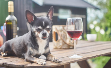 Don't miss this unique pairing of a wine event and a day with man's best friend on the north fork