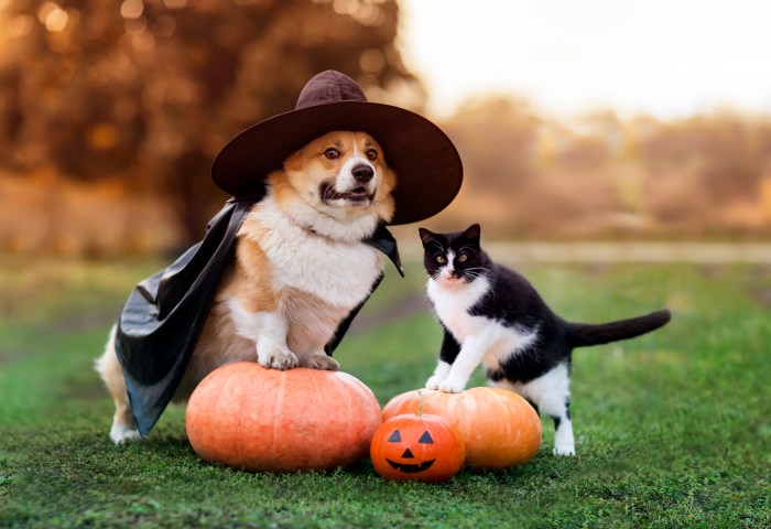 There's tons of pet-friendly Halloween events across the Hamptons this weekend.