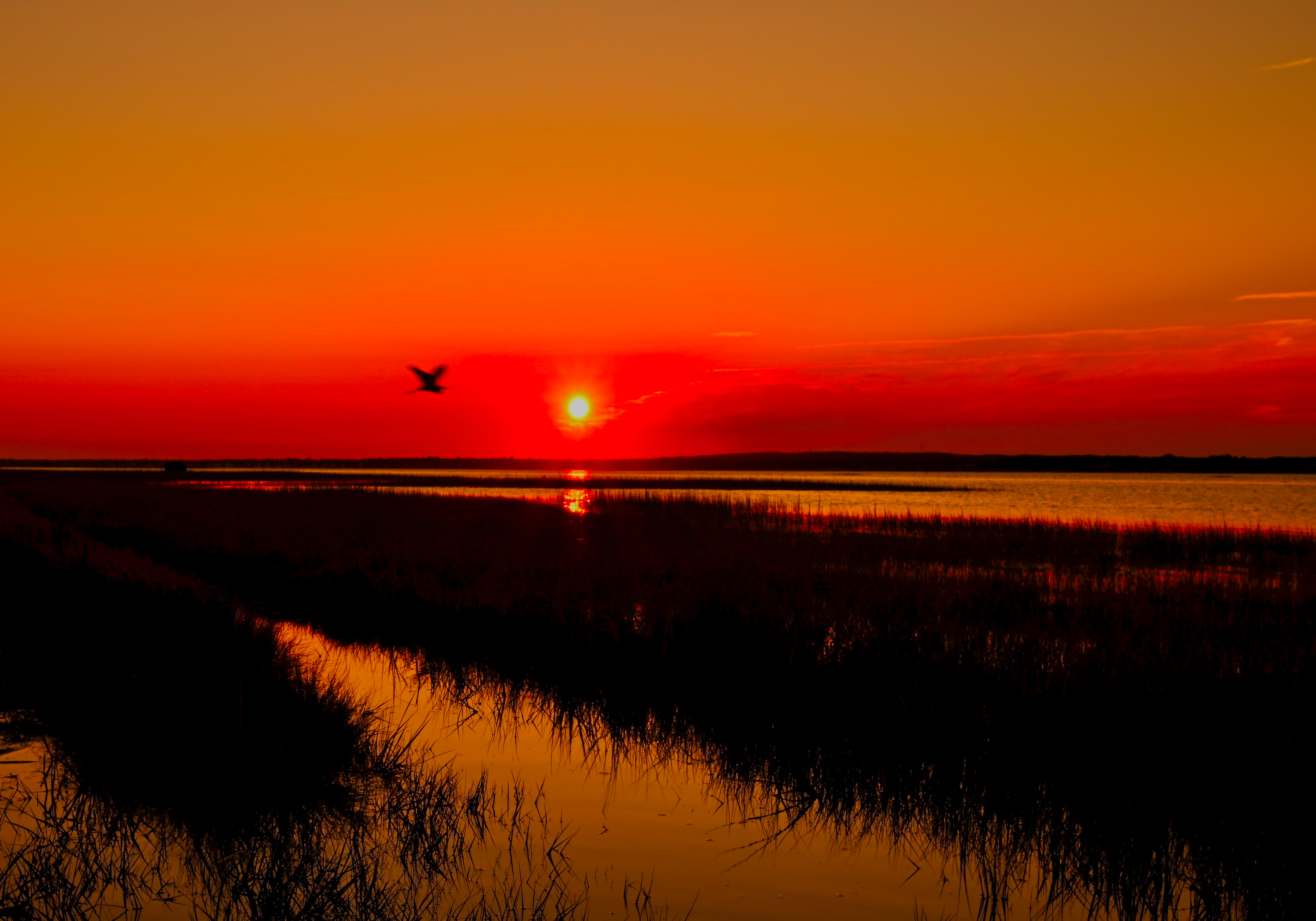 Fly Me To The Sun