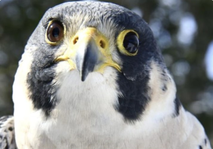 Evelyn Alexander Wildlife: Get to Know the Amazing Peregrine Falcon