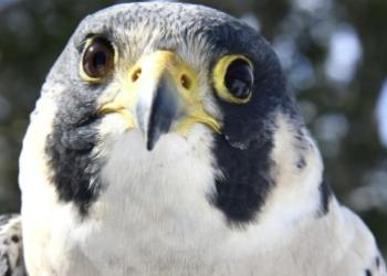 Millennium the peregrine falcon.
