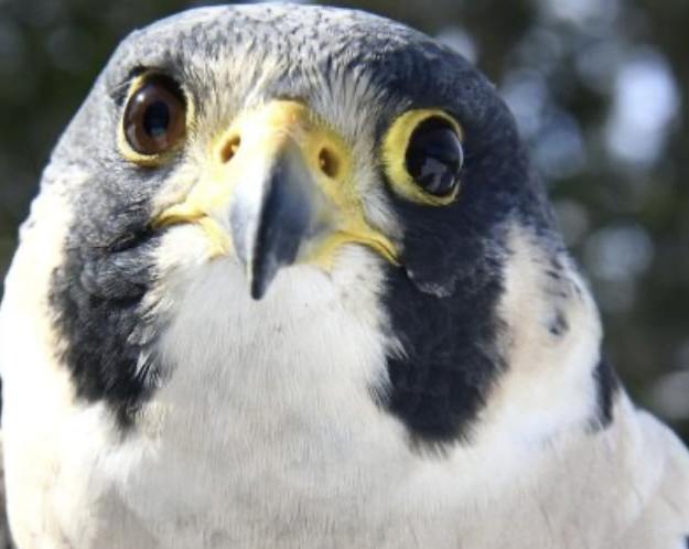 Millennium the peregrine falcon.