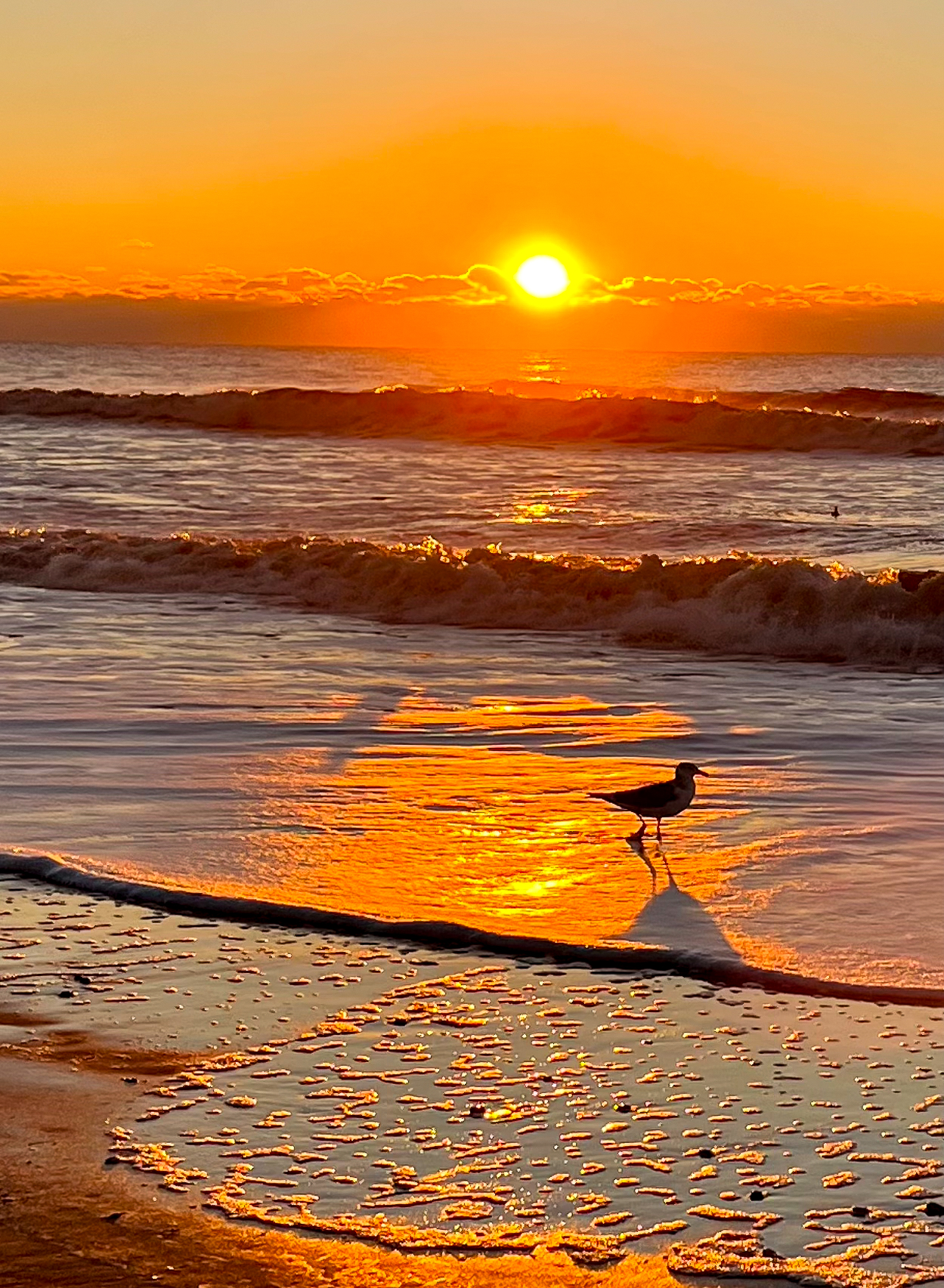 Early Bird