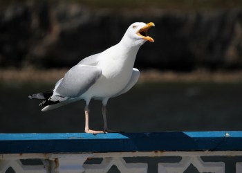 The common grey seagull is one of two winning birds to represent the Hamptons Subway