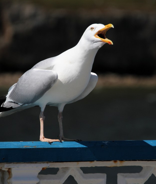 The common grey seagull is one of two winning birds to represent the Hamptons Subway