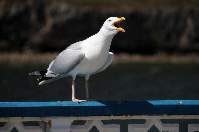 The common grey seagull is one of two winning birds to represent the Hamptons Subway