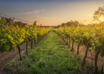 The fall crowds are gone, but North Fork wine country is still open.