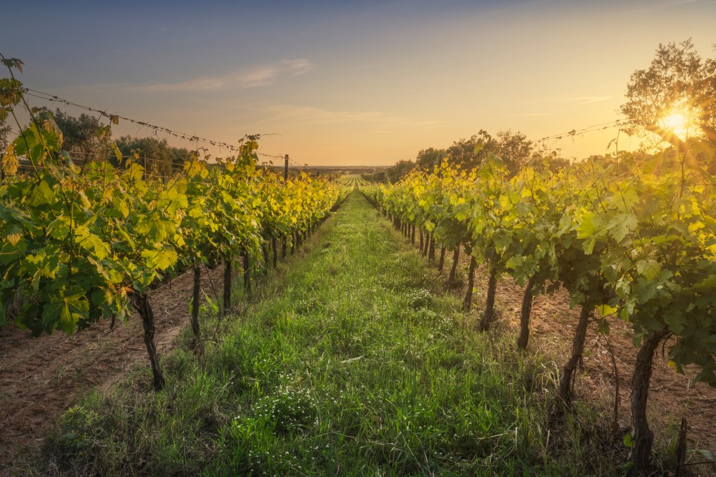 The fall crowds are gone, but North Fork wine country is still open.