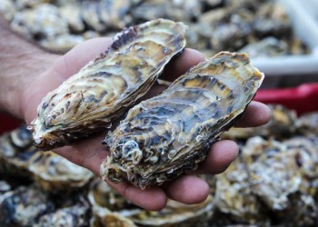 Oysters