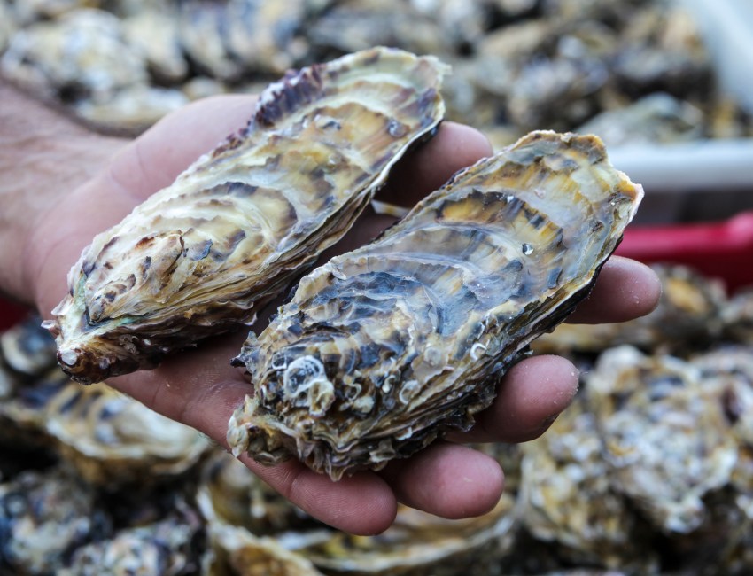 Oysters