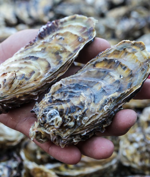 Oysters