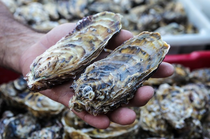 Oysters