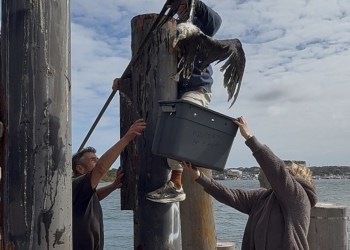 Stinky, the miraculous Montauk seagull