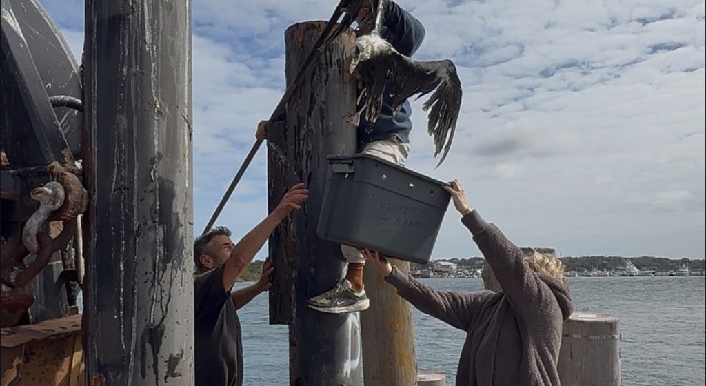 Stinky, the miraculous Montauk seagull