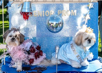 Queen and King of the Prom