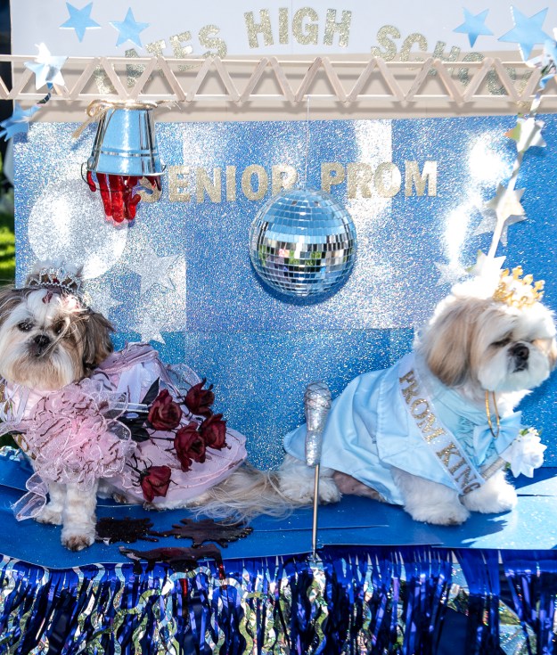 Queen and King of the Prom