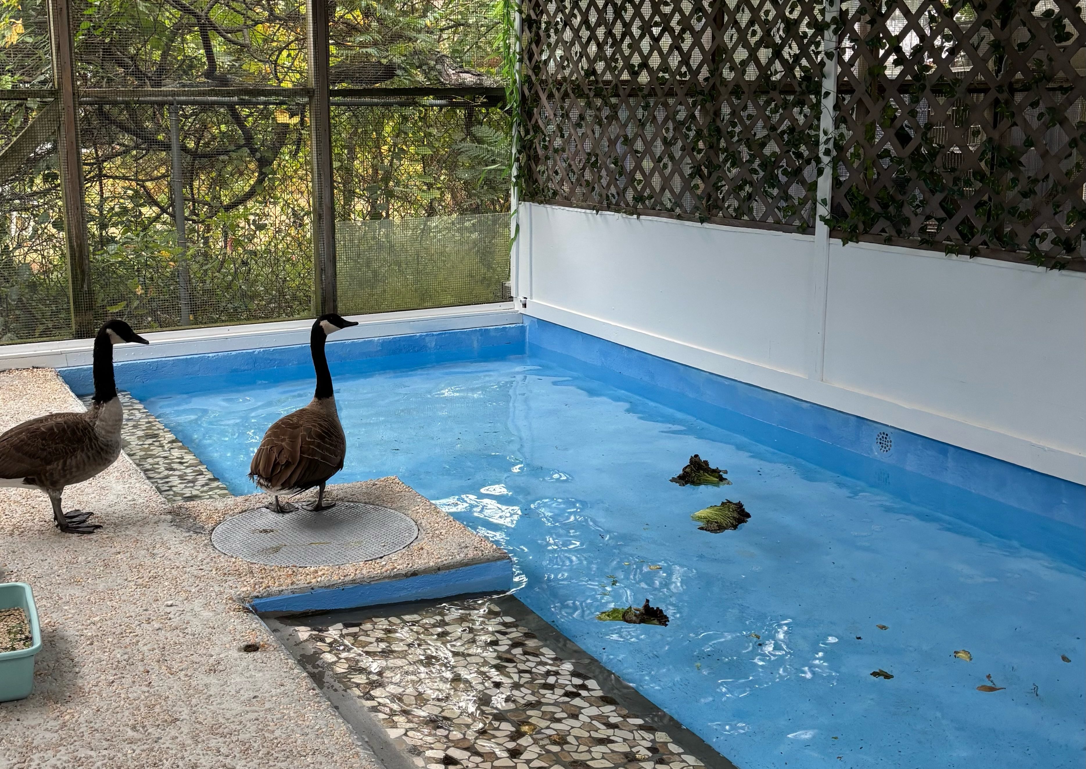 Waterfowl rehabilitation pens at the Evelyn Alexander Wildlife Rescue Center.