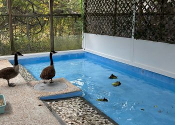 Waterfowl rehabilitation pens at the Evelyn Alexander Wildlife Rescue Center.