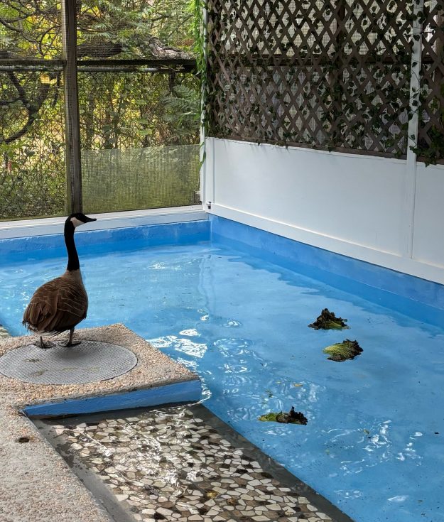Waterfowl rehabilitation pens at the Evelyn Alexander Wildlife Rescue Center.