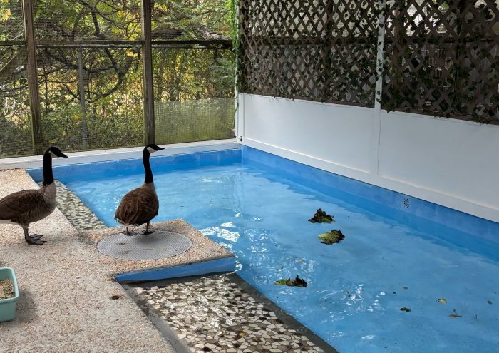 Waterfowl rehabilitation pens at the Evelyn Alexander Wildlife Rescue Center.