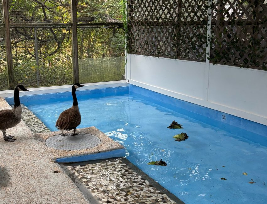 Waterfowl rehabilitation pens at the Evelyn Alexander Wildlife Rescue Center.