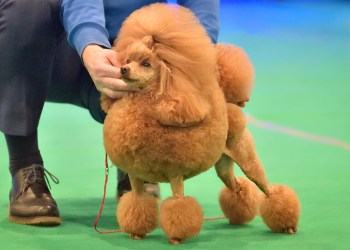 BEST IN SHOW: The Westminster Kennel Club Dog Show celebrates 150 years!