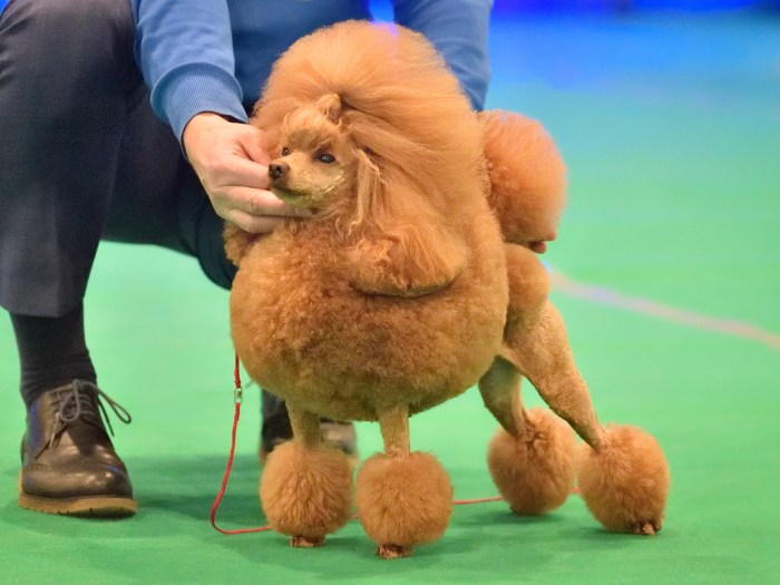 BEST IN SHOW: The Westminster Kennel Club Dog Show celebrates 150 years!