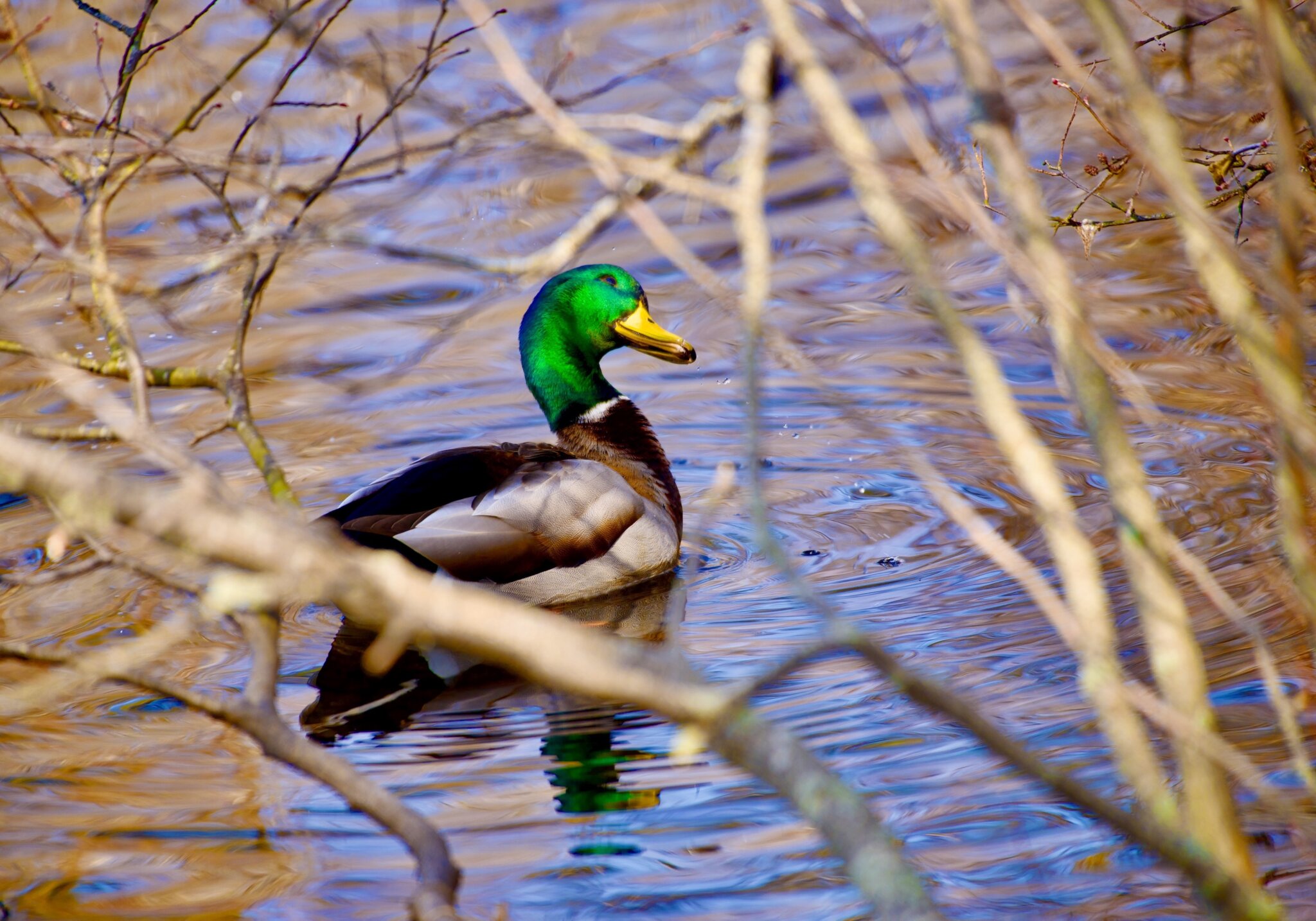 “Soaking Up the Sun” at Quogue Wildlife Refuge, photo by Lucille Corva