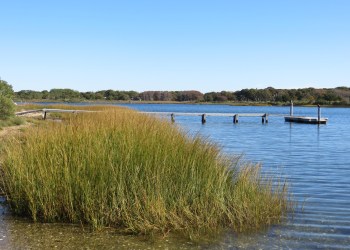 Tall Grass with a Jetty in the Background on a Pond in Southampton, NY