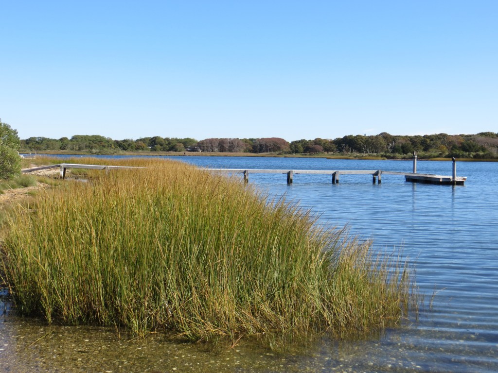 Tall Grass with a Jetty in the Background on a Pond in Southampton, NY