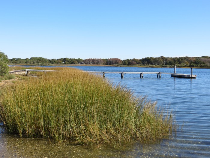 Tall Grass with a Jetty in the Background on a Pond in Southampton, NY