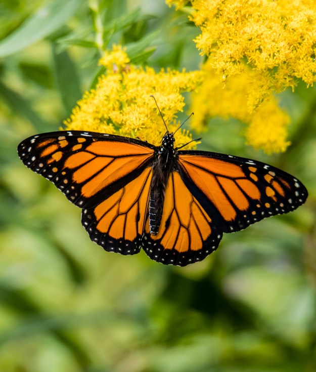 Beautiful adult monarch butterfly with vibrant orange wings and black veining displaying perfect symmetry while resting on bright yellow goldenrod flowers.