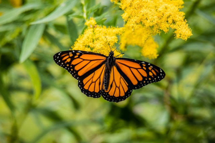 Beautiful adult monarch butterfly with vibrant orange wings and black veining displaying perfect symmetry while resting on bright yellow goldenrod flowers.