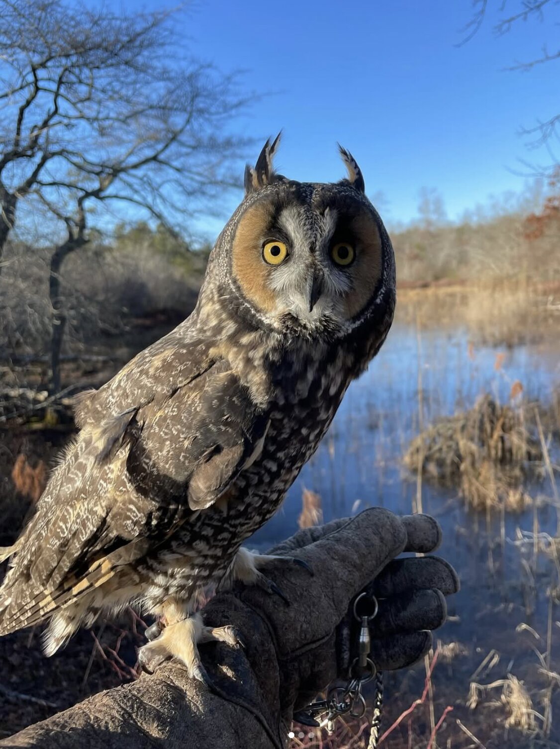 Leona The Long “Eared” Owl