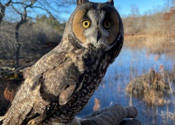Leona The Long “Eared” Owl