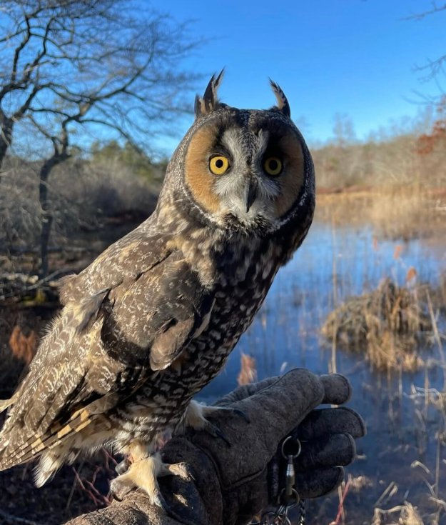 Leona The Long “Eared” Owl