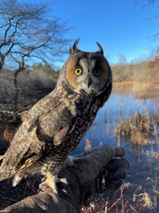 Leona The Long “Eared” Owl