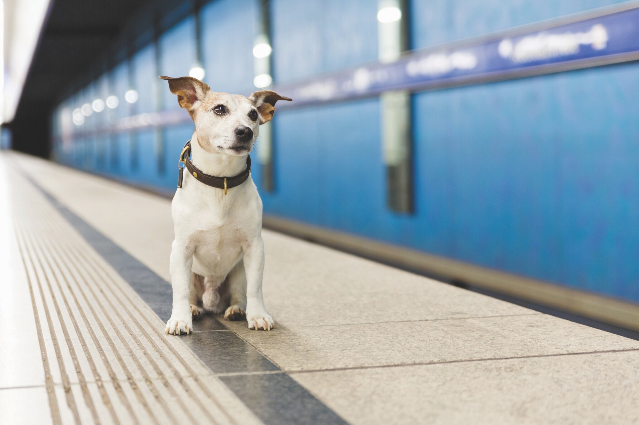 Hamptons Subway dog car is a hit!