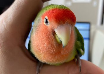Bingo the lovebird is clearly not afraid of hands anymore, lovebirds