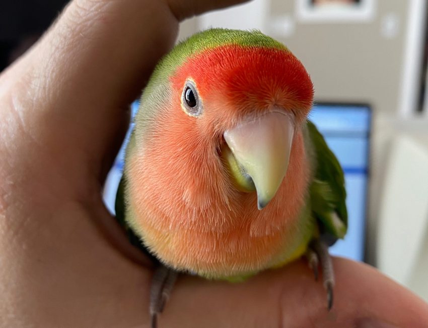 Bingo the lovebird is clearly not afraid of hands anymore, lovebirds
